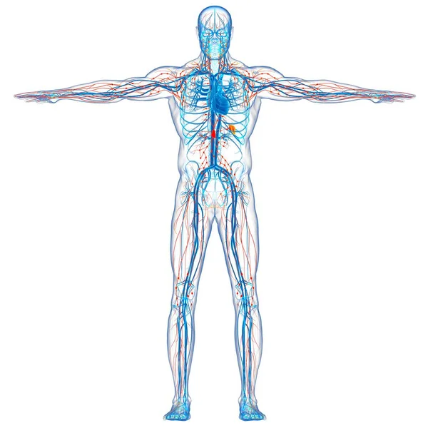 Human Lymph Nodes Anatomy Medical Concept Illustration — 스톡 사진