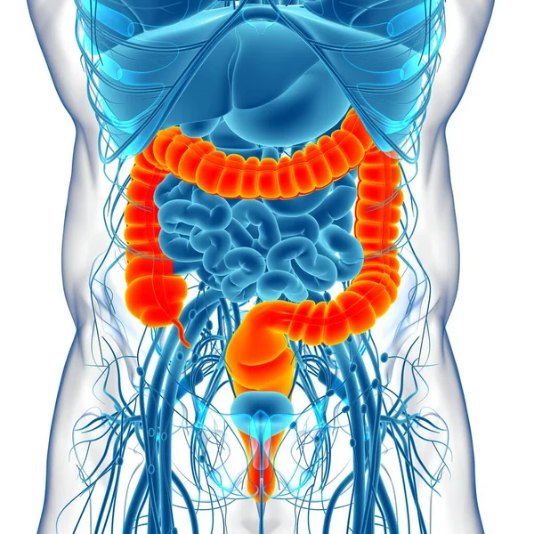 Large Darm Illustration Human Digestive System Anatomie Für Medizinisches Konzept — Stockfoto