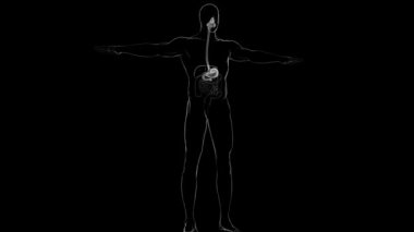 Mide Anatomisi İnsan Sindirim Sistemi Tıbbi Konsept 3 boyutlu Görüntü