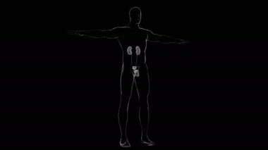 Tıbbi Konsept için Erkek Üreme Sistemi Anatomisi 3B İllüstrasyon