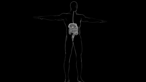 Anatomía Del Sistema Digestivo Humano Para Concepto Médico Ilustración — Vídeo de stock