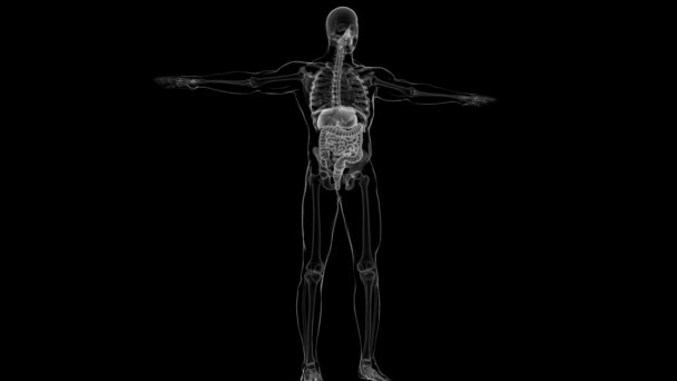 Human Digestive System Anatomy Medical Concept Illustration — Stock Video