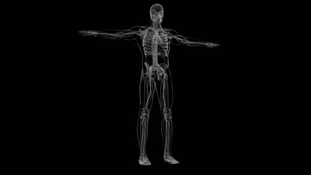 Coeur Humain Avec Anatomie Système Circulatoire Pour Concept Médical Illustration — Video