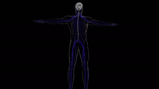 医学概念三维图解的人脑解剖 — 图库视频影像