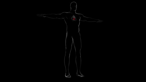 心臓解剖学のためのトライ ビクスピッドバルブ 3Dイラスト — ストック動画