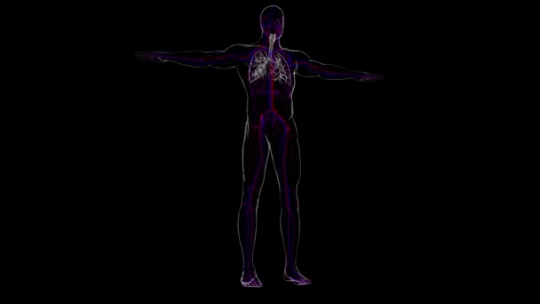 Anatomie Système Respiratoire Humain Poumons Pour Illustration Médicale Concept — Video