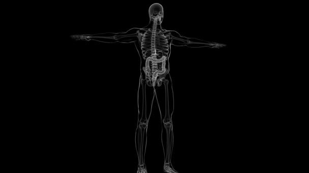 Tıbbi Konsept Çin Büyük Bağırsak Görüntü Nsan Sindirim Sistemi Anatomisi — Stok video