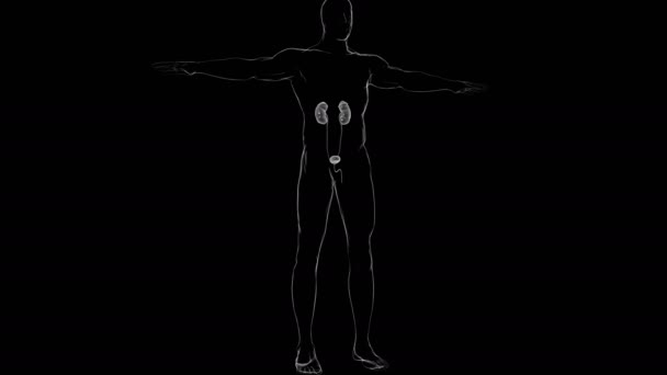 人間の尿系腎臓解剖学 3Dイラスト — ストック動画