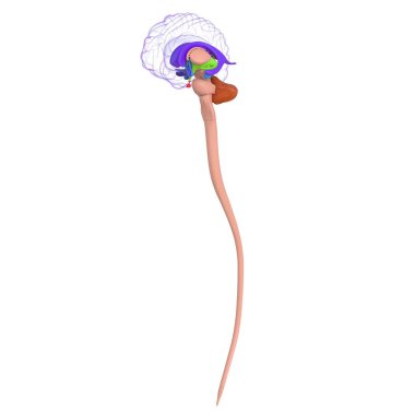 Tıbbi Konsept için İnsan Beyni Anatomisi 3 boyutlu İllüstrasyon
