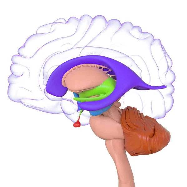 Human Brain Anatomy Medical Concept Illustration — Stock fotografie