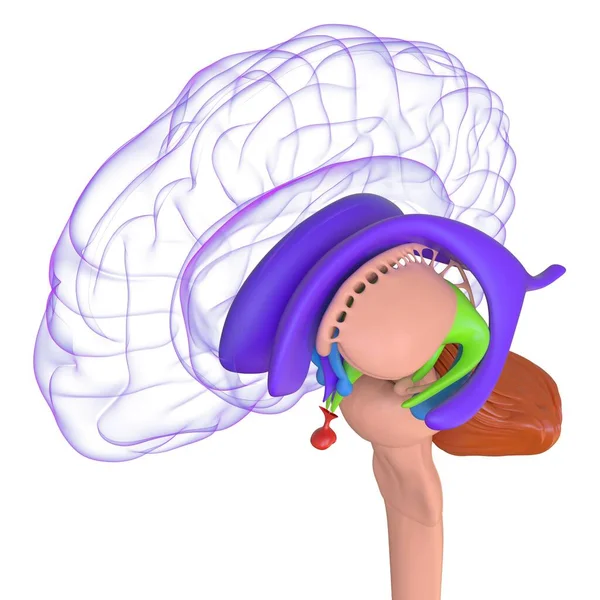 Anatomía Cerebral Humana Para Concepto Médico Ilustración —  Fotos de Stock