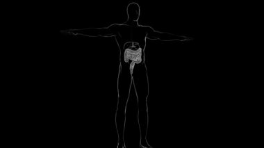 Tıbbi Konsept İçin Küçük ve Büyük bağırsak 3B Görüntü İnsan Sindirim Sistemi Anatomisi