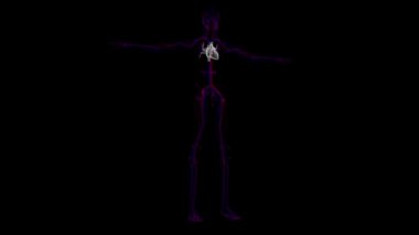 Tıbbi Konsept için İnsan Kalbi Anatomisi 3 boyutlu İllüstrasyon