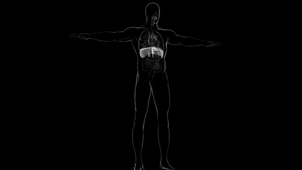 Membran Human Respiratory System Anatomie Für Medizinisches Konzept Illustration — Stockvideo