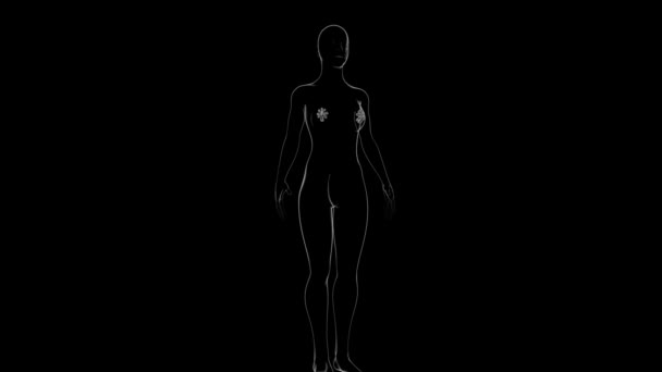 Anatomia Delle Ghiandole Mammarie Concetto Medico Illustrazione — Video Stock
