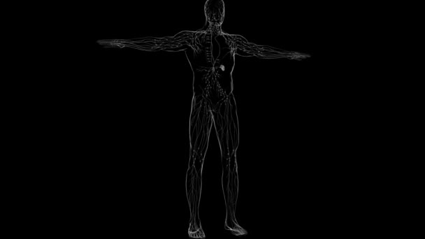 Anatomía Los Ganglios Linfáticos Humanos Para Concepto Médico Ilustración — Vídeos de Stock