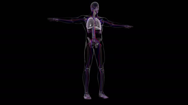 Ilustración Anatomía Del Sistema Respiratorio Humano Pulmones Para Concepto Médico — Vídeo de stock