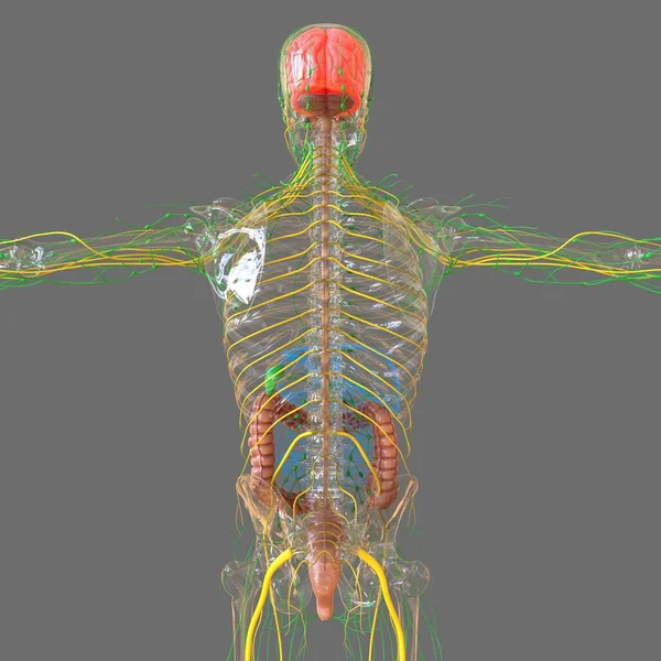 Anatomia Humana Sistema Digestivo Ilustração Intestino Grande Para Conceito Médico — Fotografia de Stock