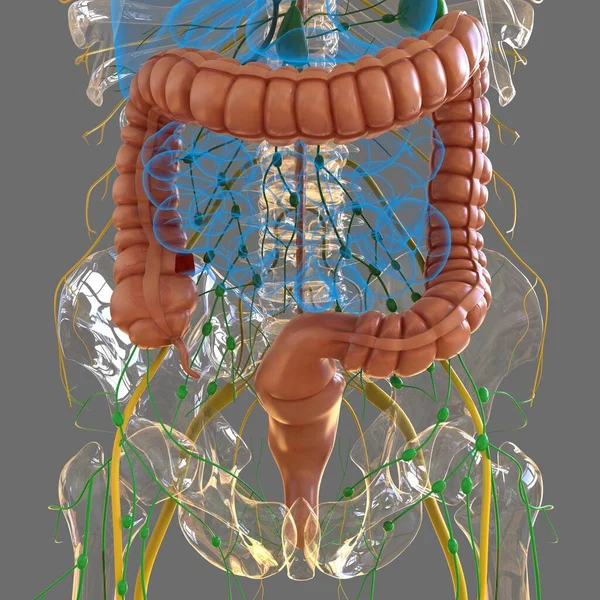 Anatomía Del Sistema Digestivo Humano Ilustración Del Intestino Grueso Para —  Fotos de Stock