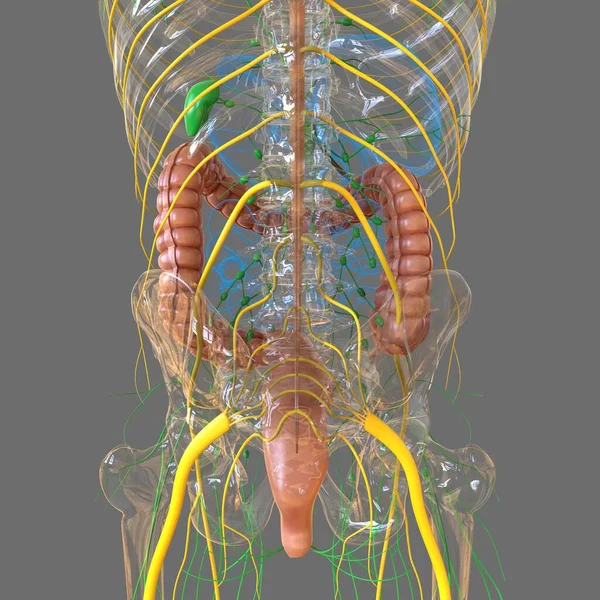 Anatomia Humana Sistema Digestivo Ilustração Intestino Grande Para Conceito Médico — Fotografia de Stock