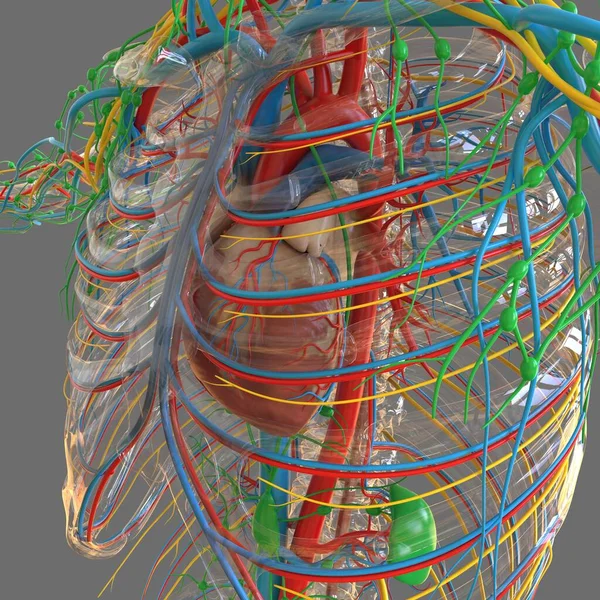 Coração Humano Com Anatomia Sistema Circulatório Para Ilustração Médica Conceito — Fotografia de Stock