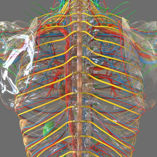 Cuore Umano Con Anatomia Del Sistema Circolatorio Illustrazione Medica Concetto — Foto Stock