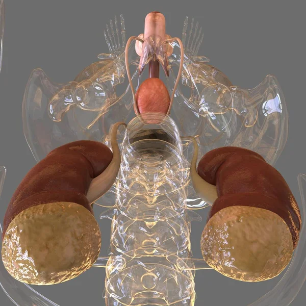 Anatomía Masculina Del Sistema Reproductivo Para Ilustración Del Concepto Médico — Foto de Stock