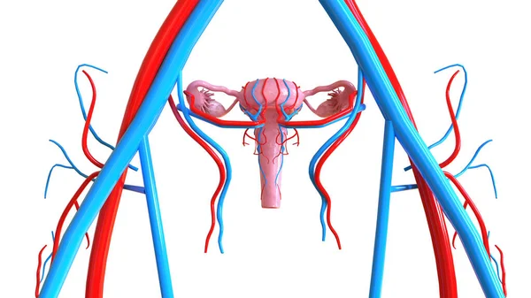 Female Reproduction System Anatomy Medical Concept Illustration — Stock fotografie