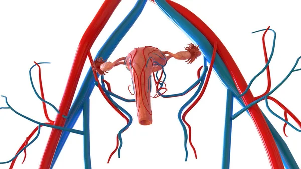 Анатомия Женской Репродуктивной Системы Медицинской Концепции Иллюстрация — стоковое фото