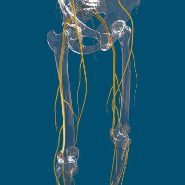 Tıbbi Konsept 3B İllüstrasyon İçin İnsan Sinir Sistemi Anatomisi