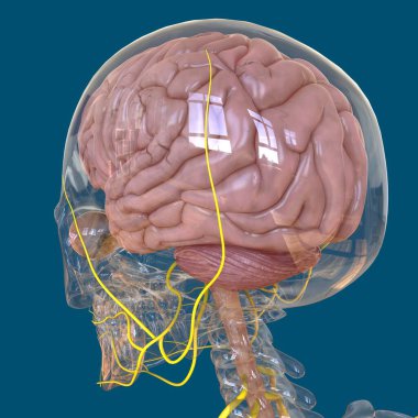 Tıbbi Konsept için İnsan Beyni Anatomisi 3 boyutlu İllüstrasyon