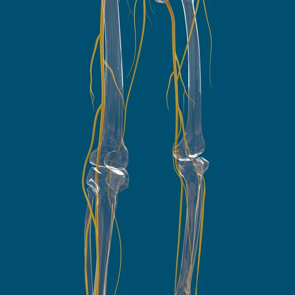 Human Nervous System Anatomy Medical Concept Illustration — Stock Photo, Image