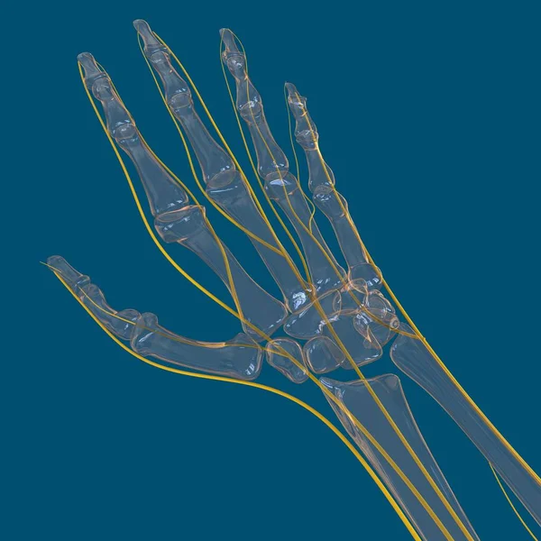 Анатомия Нервной Системы Человека Медицинской Концепции Иллюстрации — стоковое фото
