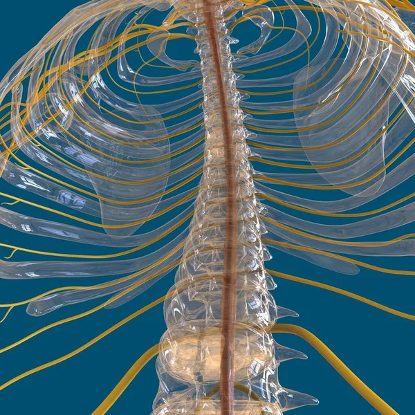 Anatomia Sistema Nervoso Humano Para Ilustração Conceito Médico — Fotografia de Stock