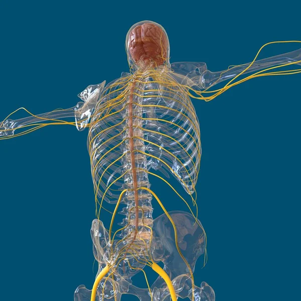 Anatomía Cerebral Humana Para Concepto Médico Ilustración — Foto de Stock