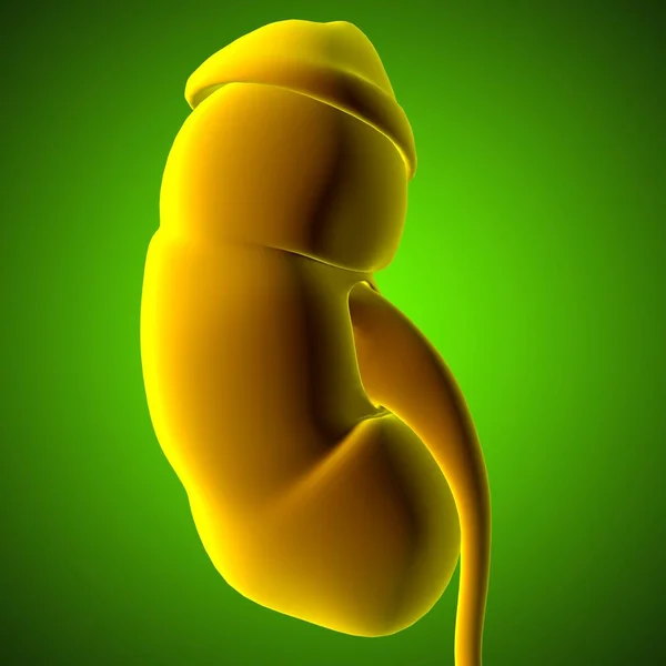Rins Sistema Urinário Humano Com Anatomia Bexiga Para Ilustração Médica — Fotografia de Stock