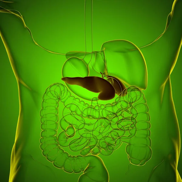 Anatomia Układu Pokarmowego Człowieka Dla Koncepcji Medycznej Ilustracja — Zdjęcie stockowe