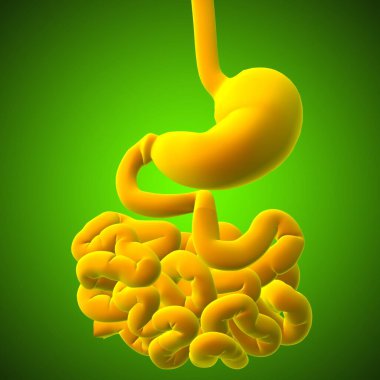 Mide Anatomisi İnsan Sindirim Sistemi Tıbbi Konsept 3 boyutlu Görüntü