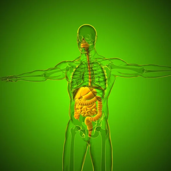 Anatomia Del Sistema Digestivo Umano Illustrazione Medica Concetto — Foto Stock