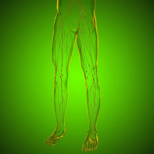 Menselijke Lymfeklieren Anatomie Voor Medisch Concept Illustratie — Stockfoto