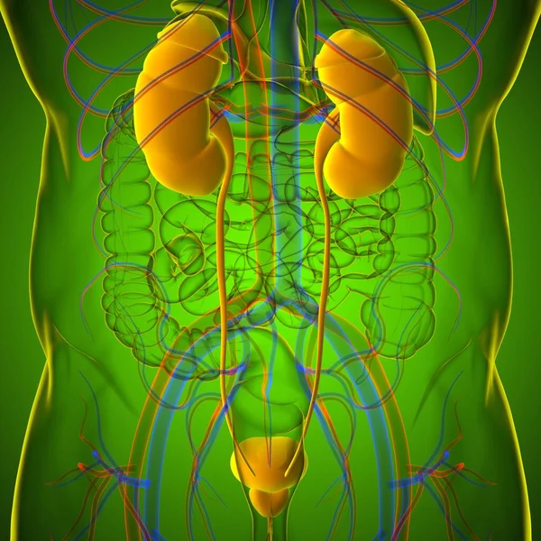 Почки Человека Анатомией Мочевого Пузыря Медицинской Концепции Иллюстрации — стоковое фото