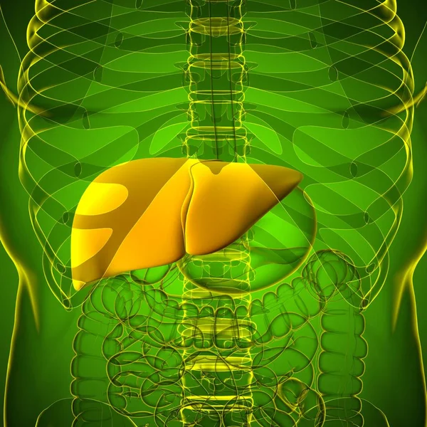 Illustration Foie Anatomie Système Digestif Humain Pour Concept Médical — Photo