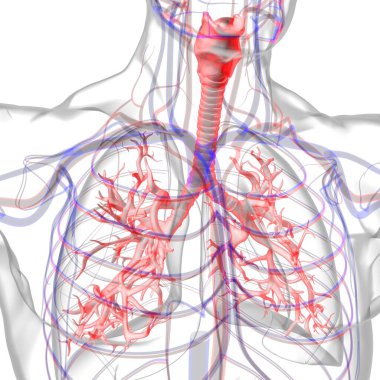 Tıbbi Konsept 3 boyutlu Resim İçin Akciğerler İnsan Solunum Sistemi Anatomisi