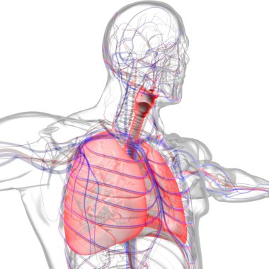 Tıbbi Konsept 3 boyutlu Resim İçin Akciğerler İnsan Solunum Sistemi Anatomisi