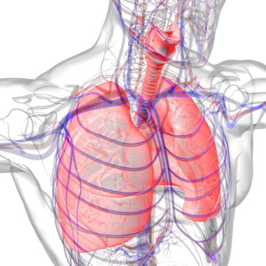Tıbbi Konsept 3 boyutlu Resim İçin Akciğerler İnsan Solunum Sistemi Anatomisi