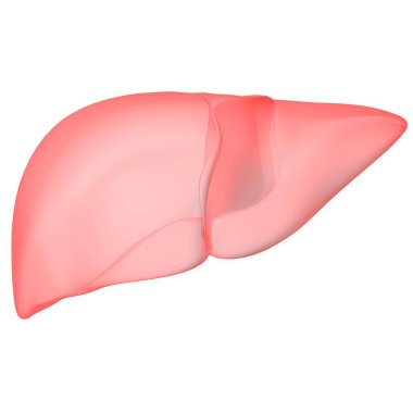 Karaciğer 3D Görüntü İnsan Sindirim Sistemi Anatomisi Tıbbi Konsept İçin