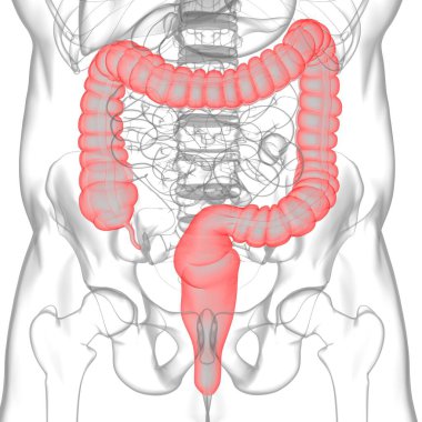 Tıbbi Konsept İçin Büyük Bağırsak 3D Görüntü İnsan Sindirim Sistemi Anatomisi