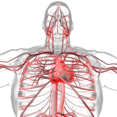 Tıbbi Konsept 3 boyutlu İllüstrasyon İçin Dolaşım Sistemi Anatomisi Olan İnsan Kalbi