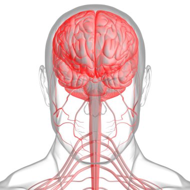 Tıbbi Konsept için İnsan Beyni Anatomisi 3 boyutlu İllüstrasyon