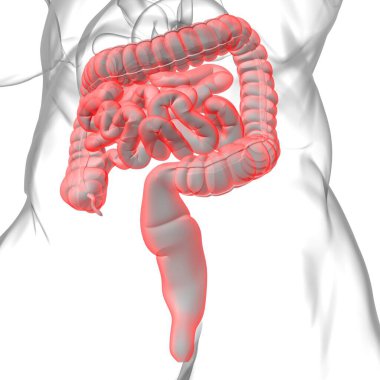 Tıbbi Konsept İçin Küçük ve Büyük bağırsak 3B Görüntü İnsan Sindirim Sistemi Anatomisi